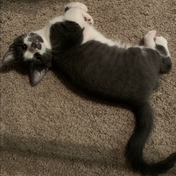 Meet your Posher, Cassie - Picture 2 of 3